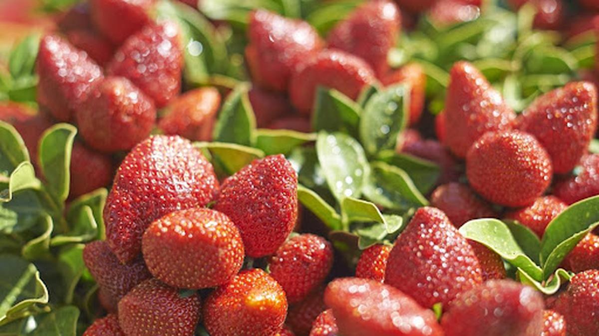 It’s Berry Season in Mahabaleshwar! Here’s How You Can Plan the Perfect